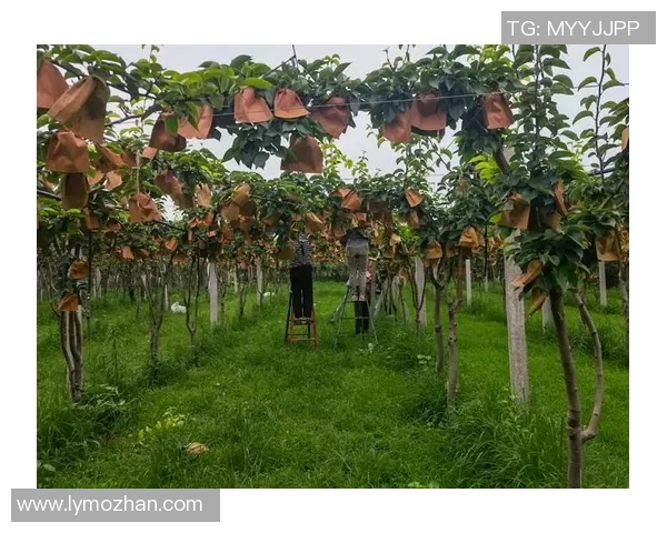 果园中的四季变迁与农业可持续发展探索